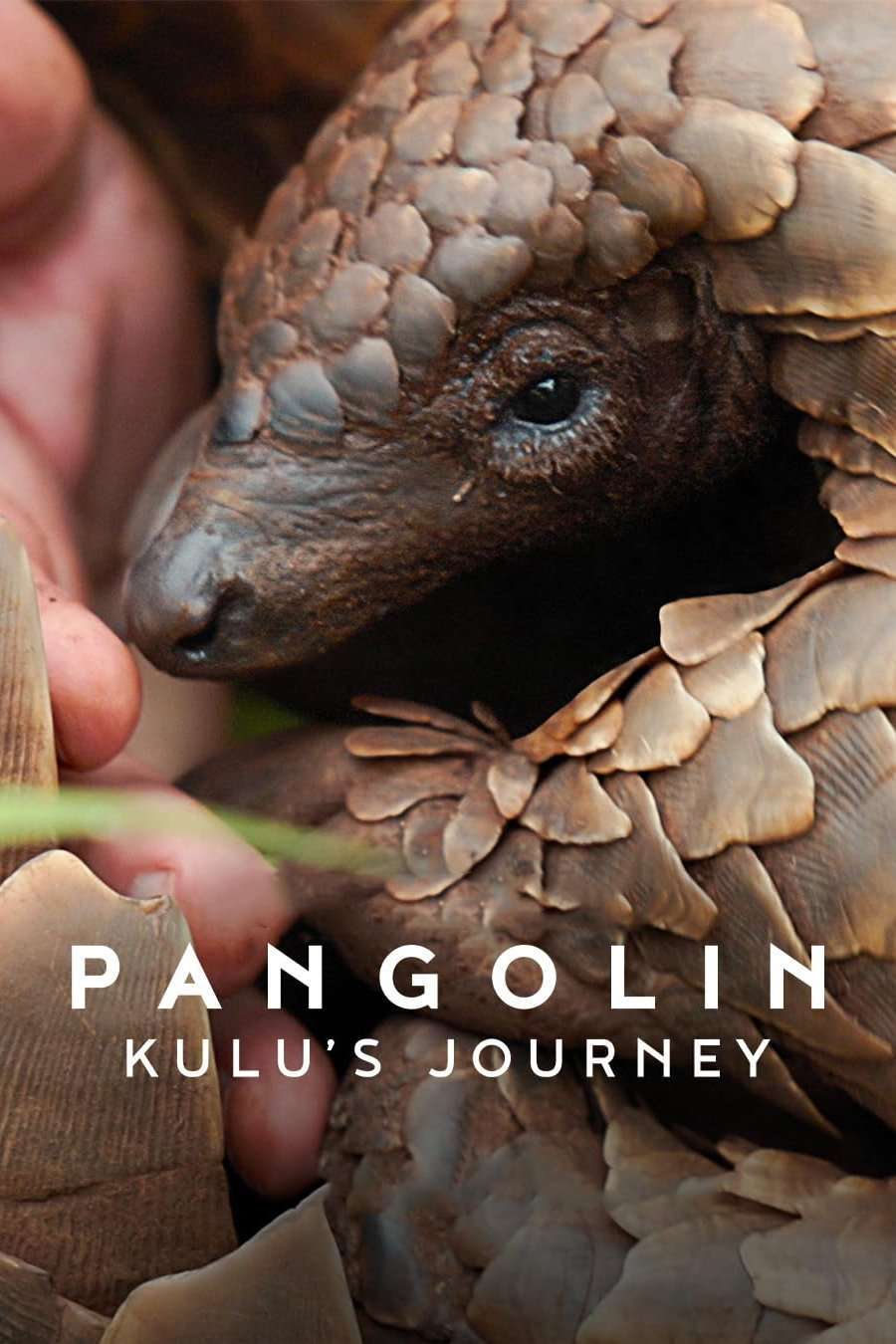 Pangolin: Kulu’s Journey (2025) Pangolin: การเดินทางของคูลู